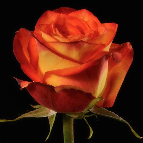 Unlocking the Charms of Exotic Roses from Around the World